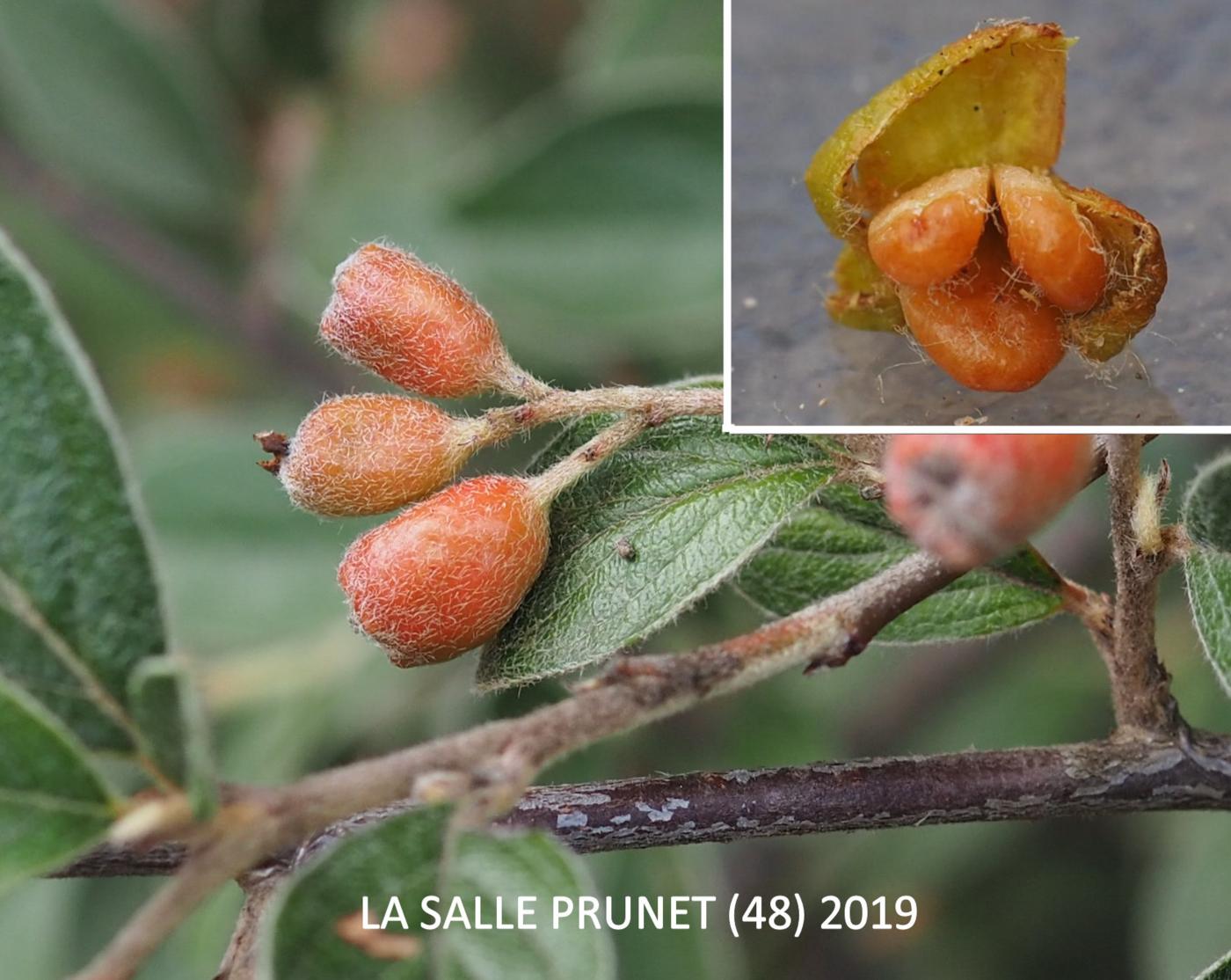 Cotoneaster, Franchet`s fruit